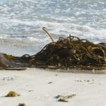 — Prebiotisch voedingssupplement Divinitá™ Informatie over knotswier